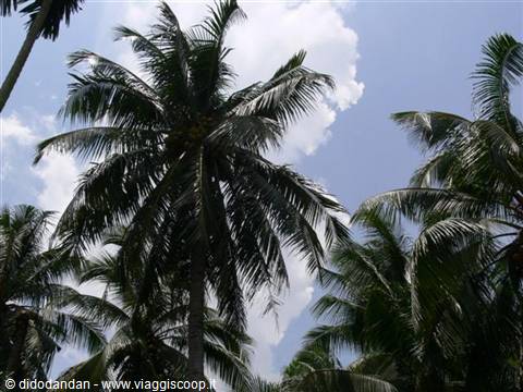 Coconut palms against a cloudy sky, seen from below