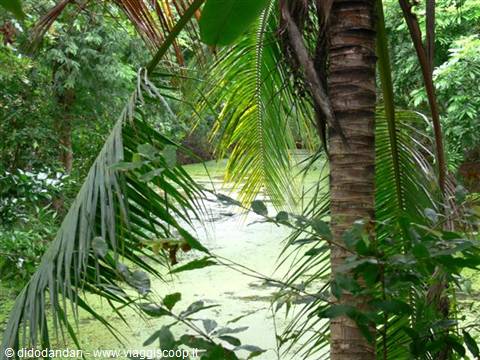 Algae-covered pond framed by palm trunks and tropical fronds