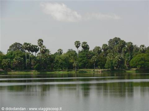 Palm trees and green foliage reflected in a calm lake