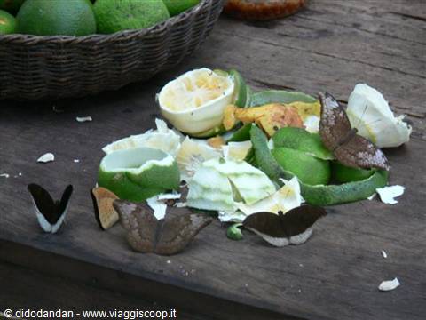 Dark butterflies on green citrus peels and squeezed fruits, wooden table