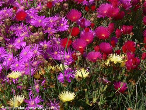 Lampranthus flowers in pink, red and yellow colors among green grass