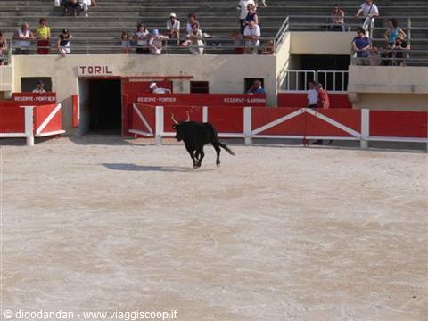 Black bull running on the sandy arena in front of the toril and spectators