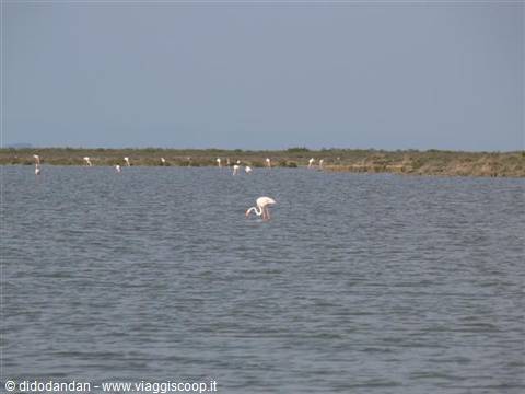 Pink flamingos wading and feeding in a shallow lagoon with reeds