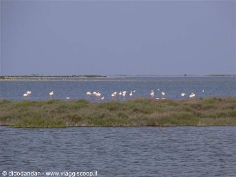 Group of pink flamingos wading in a shallow lagoon with low vegetation