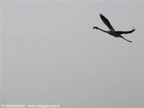 Flamingo flying with outstretched wings against a uniform gray sky