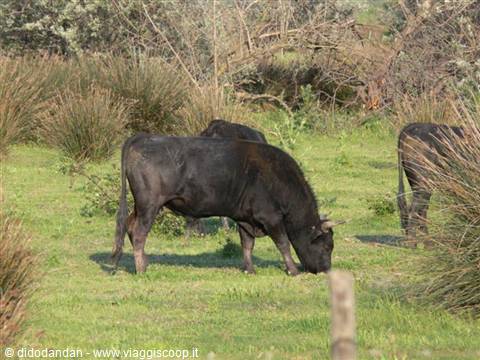 Black bull grazing among green grass and dry bushes, daylight