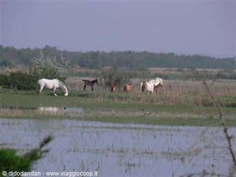 Horses grazing in the marsh, a white one drinking among reeds