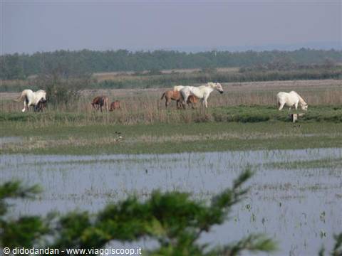 White horses grazing among marshland and reeds in Camargue
