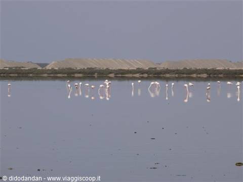 Pink flamingos wading in shallow water in front of salt flats