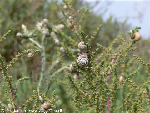 Snails clustered on green coastal shrub branches in sunlight