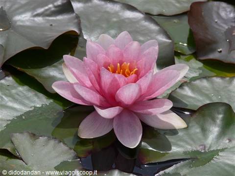 Pink lotus flower among green floating leaves on the pond