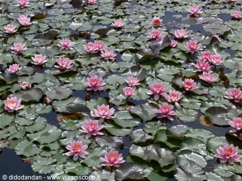 Pink lotus flowers floating among green leaves in a pond