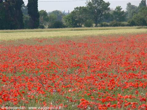 Field of red poppies in bloom, cypress trees in the background