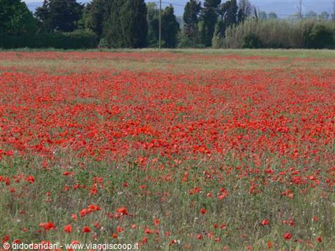 Blooming field of red poppies among green grass with pines in the distance