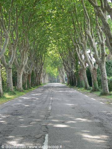 Avenue of old plane trees shading an asphalt country road