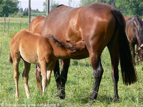 Foal nursing from its mare in a green fenced meadow