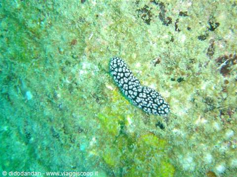 Black and white sea cucumber on green rocky seabed in underwater light