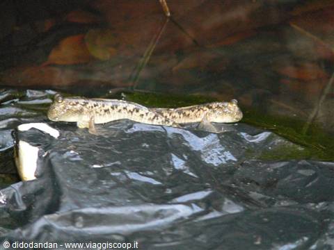 Two mudskippers rest on a black plastic bag at the water's edge