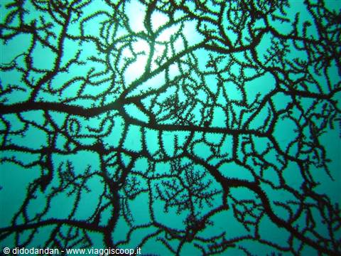 Black gorgonian coral branches silhouetted against emerald filtered light underwater