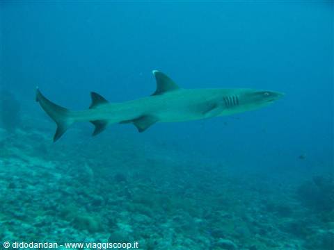 Whitetip reef shark swims over coral reef in blue water