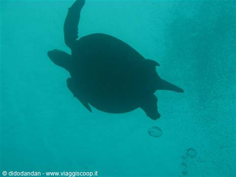 Sea turtle swimming underwater, dark silhouette in turquoise water