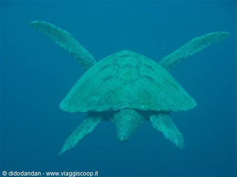 Sea turtle seen from above swimming in deep blue water