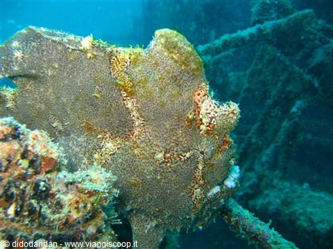 Camouflaged frogfish resting on a sunken wreck among corals