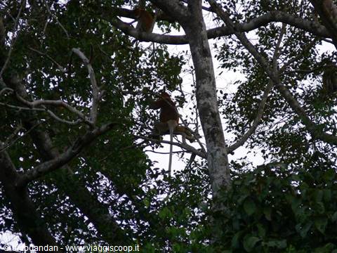 Long-tailed monkey clinging to tree branches under a cloudy sky