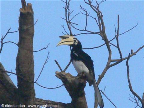 Oriental pied hornbill with yellow beak perched on bare branch, blue sky