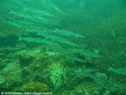 School of barracuda swimming over the coral reef in green water
