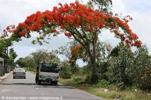Red-flowering flame tree arches over the road as a white truck passes