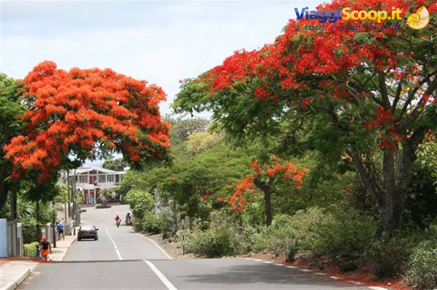 Red-flowering flame trees overhanging the asphalt road