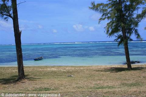 Blue boat moored in turquoise water, beach with casuarina tree and grass