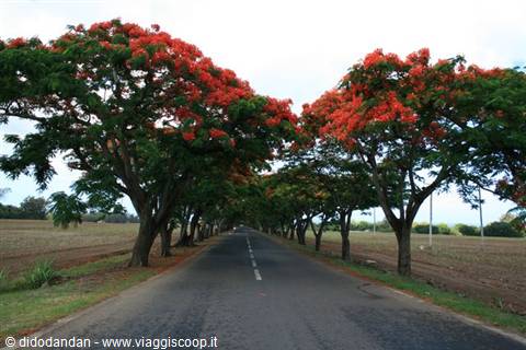 Paved road lined with red-flowering flamboyant trees under cloudy sky