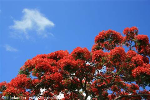 Flamboyant tree in full red bloom against a blue sky