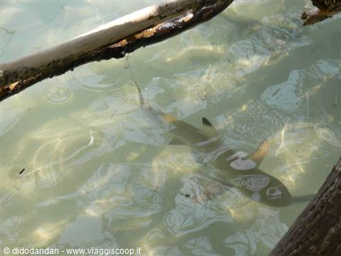 Shark swims in murky water beneath a wooden beam