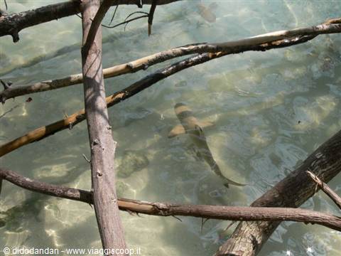 Shark swimming in clear shallow water among mangrove branches