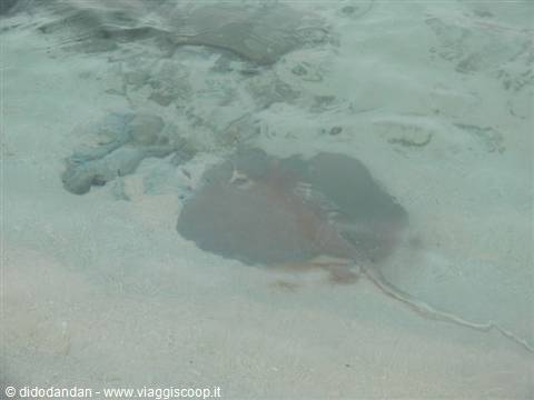 Stingray gliding over white sand in clear shallow water