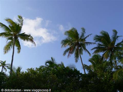 Tropical palm trees bending in the wind above green canopy under blue sky