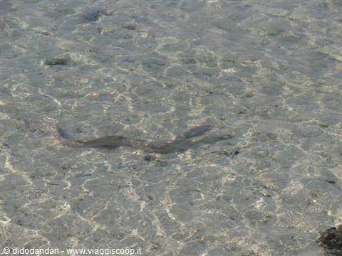 Snake swimming in shallow crystal-clear water