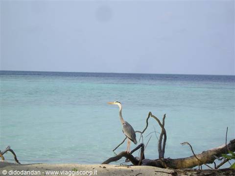 Grey heron standing on dry driftwood, sandy beach and turquoise sea