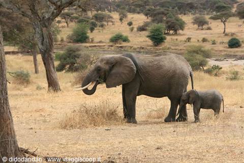 Elefante con cucciolo tra la savana secca e acacie del Serengeti