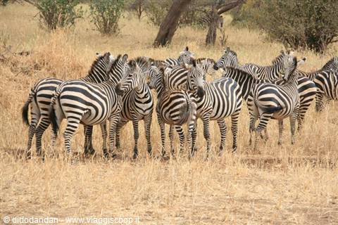 Branco di zebre radunato nell'erba secca della savana, sguardo attento verso di noi