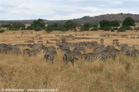 Herd of zebras grazing in dry savanna grass, Serengeti