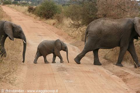 Famiglia di elefanti con cucciolo che attraversa la pista sterrata del Tarangire
