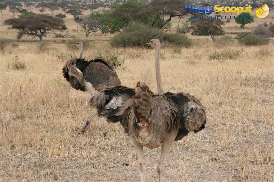 Struzzi tra l'erba secca della savana, vicino ad acacie