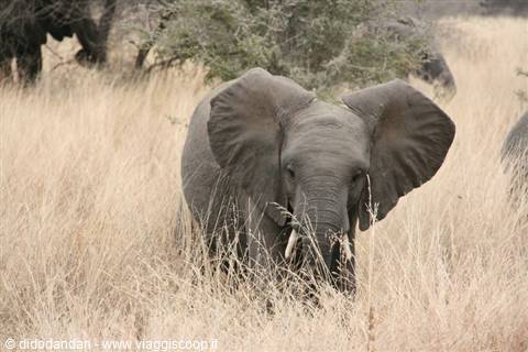 Elephant with ears spread wide in dry savannah grass