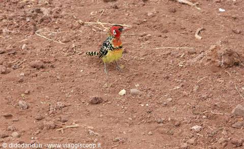 Barbuto della Vita dai colori vividi su terreno rosso