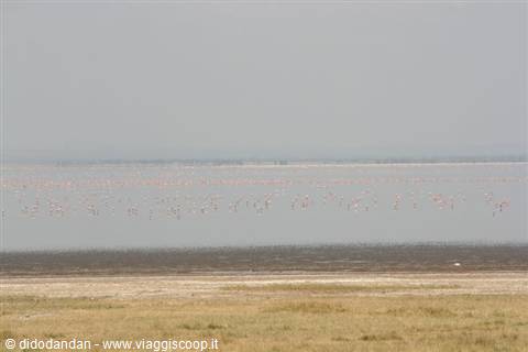 Pink flamingos on a salty lake, golden sand in the foreground