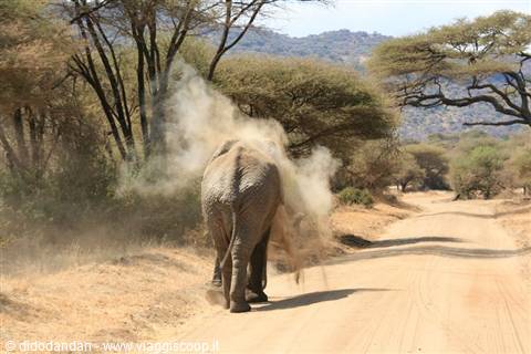 Elefante solleva polvere di terra rossa su strada sterrata tra acacie